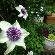 年中花の宿根草ガーデン