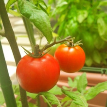 子どもの“野菜キライ!!”を克服するとっておきの手