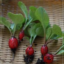 初心者さんにお勧め!はつか大根