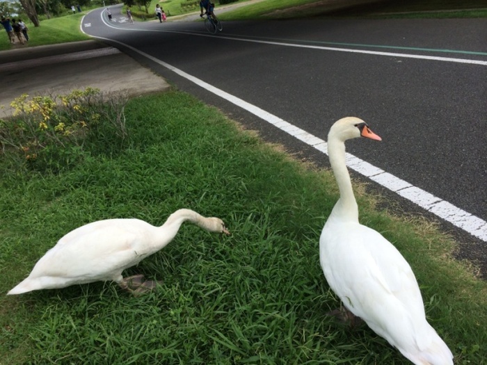 お出かけ 【道の駅+アクティビティ】手賀沼周辺