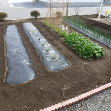 我が家の家庭菜園