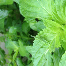 和のハーブ*しそ*