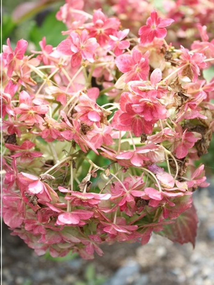 紫陽花ドライは立ち枯れが簡単☆