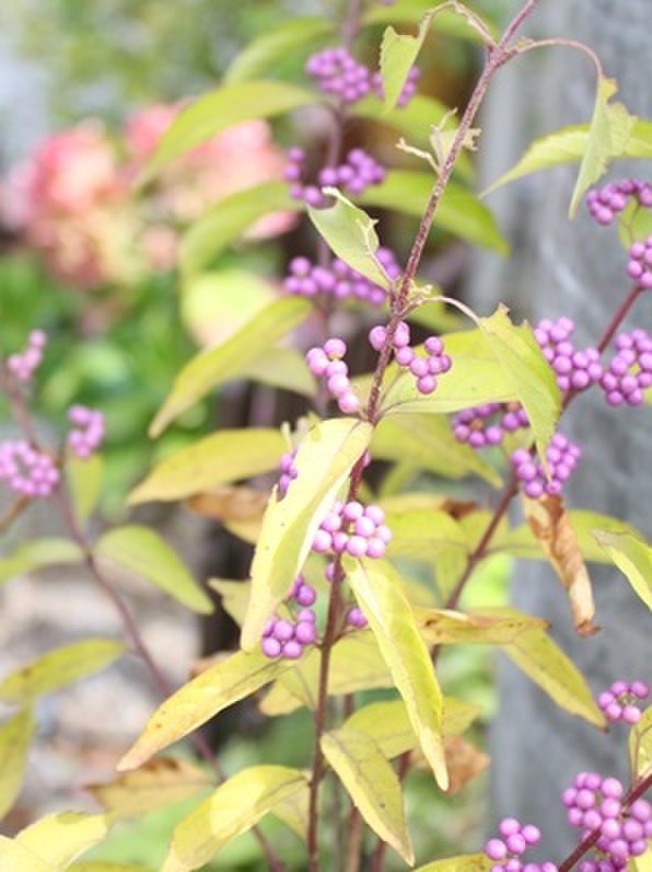 実のなる木を育てる。