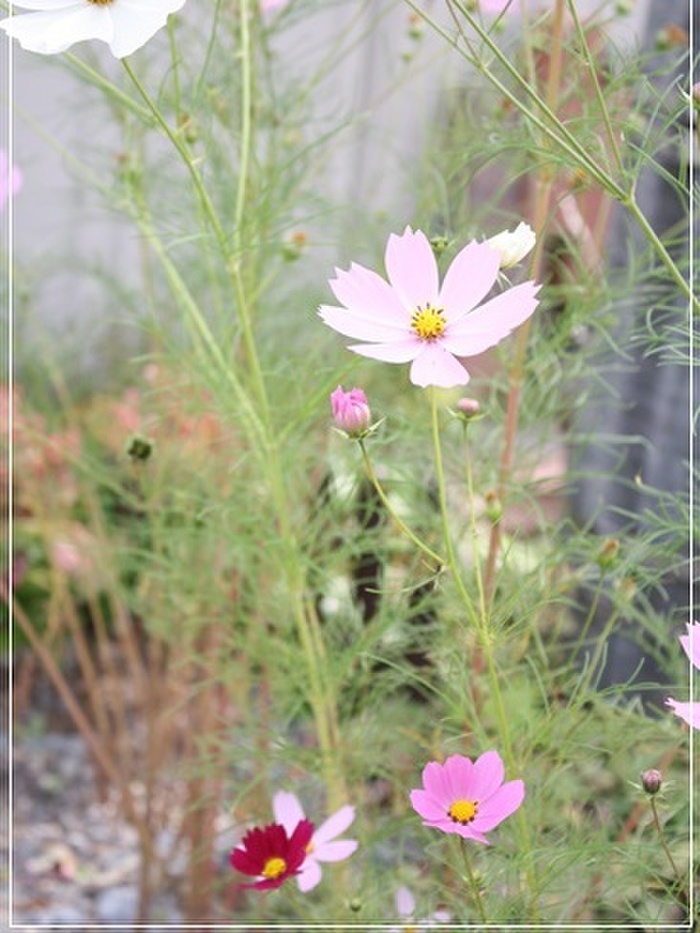 秋と言えばやっぱりコスモス