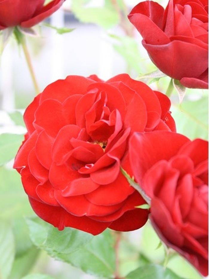 秋まで楽しめる薔薇