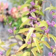 秋ガーデニングにおすすめの植物