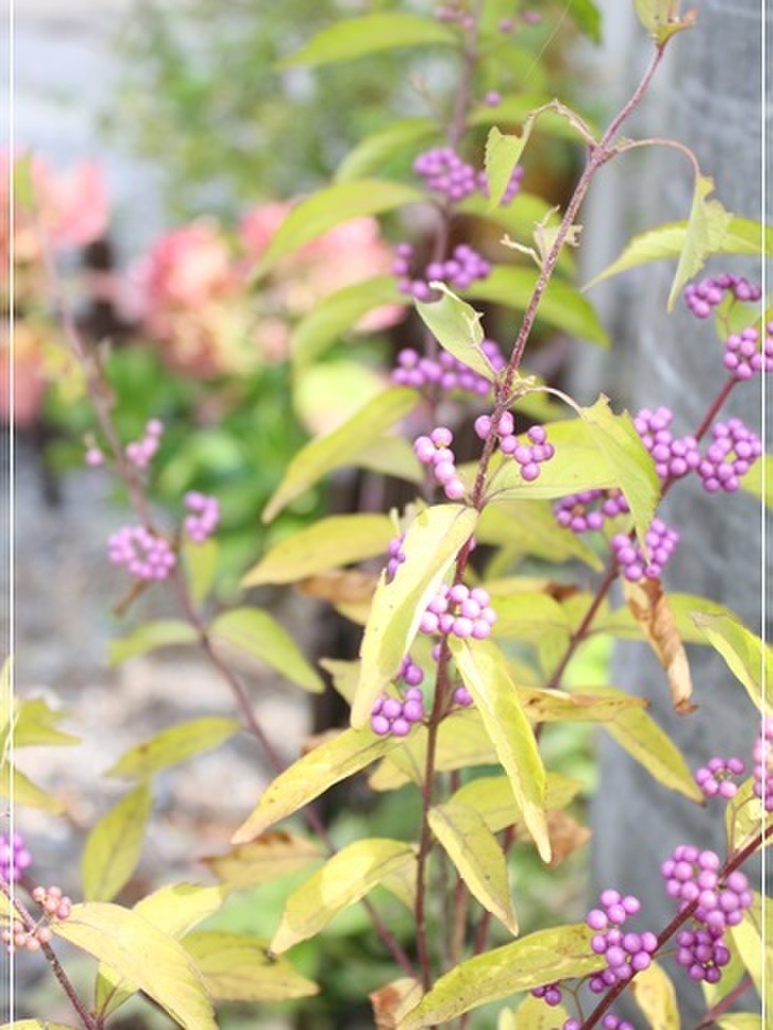 秋ガーデニングにおすすめの植物