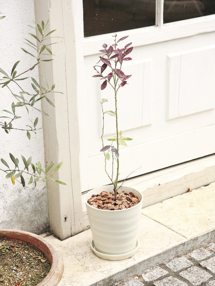 ブルーベリーのじょうずな植えかえ方