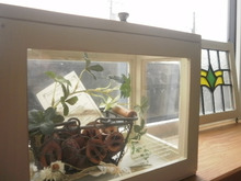 100均フォトフレームでガラスケース風