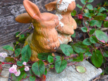 インテリアにも!お庭のグランドカバーにオススメの多年草「ヒメツルソバ」