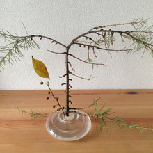 落ち枝を生けよう♪材料費0円でこんなにステキに!