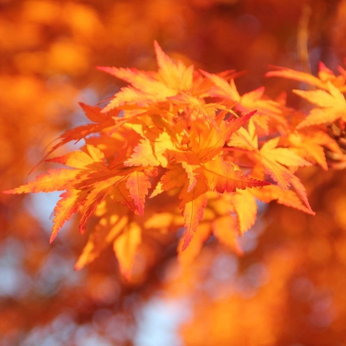 紅葉を撮ろう!~美しい色彩を切り取って