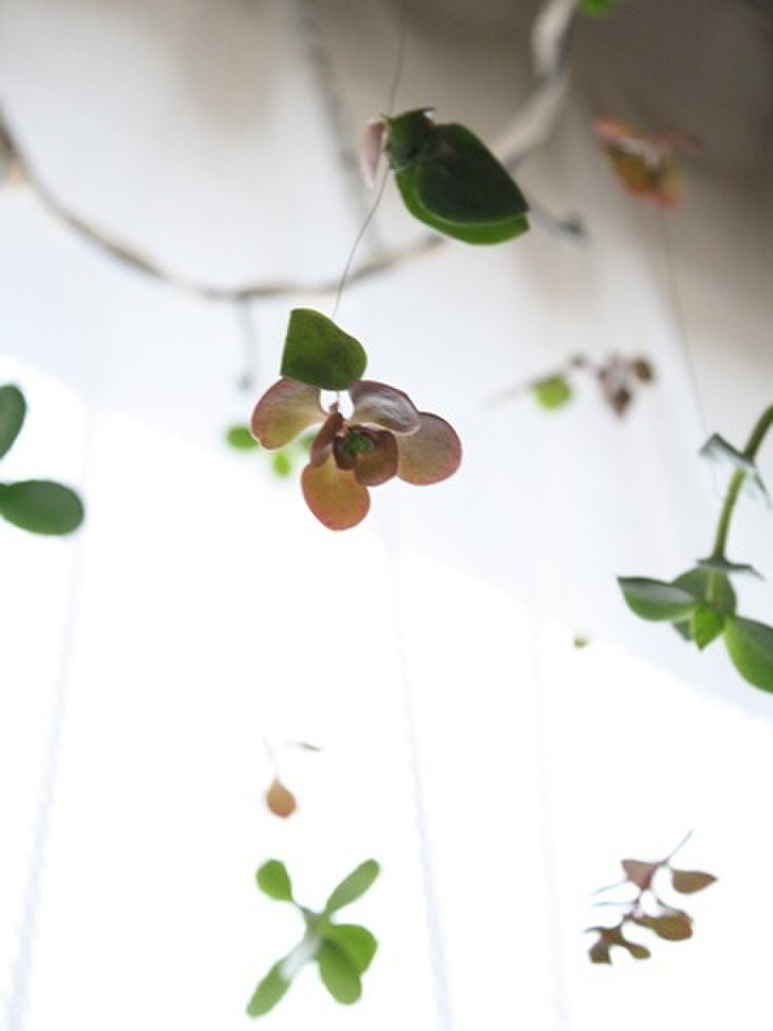 可愛すぎ!空飛ぶ多肉のインテリア