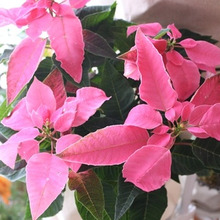 ピンクポインセチアのプレゼント