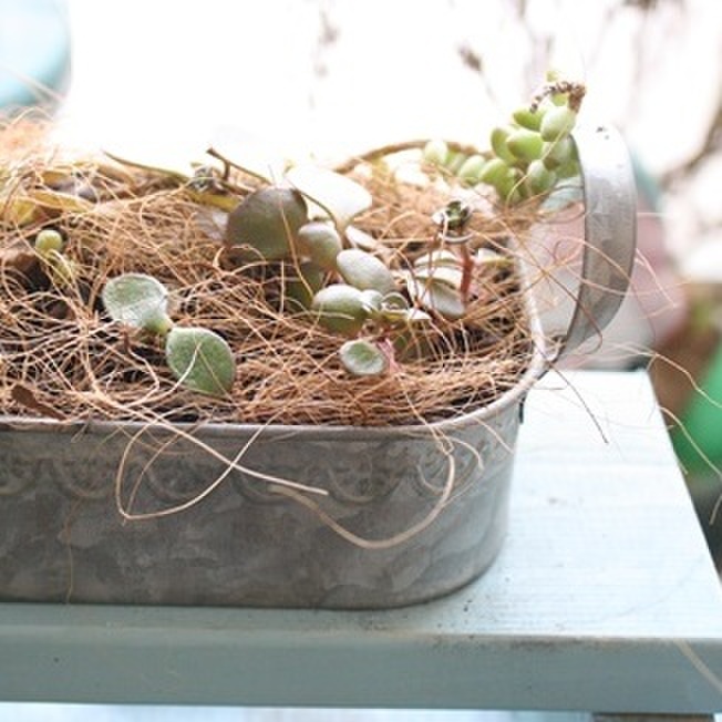 発根成功!約20日後