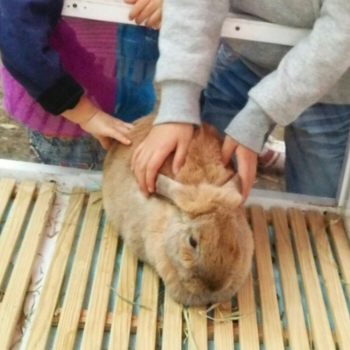 ふれあいコーナーや体験コーナーも。