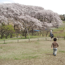 四季を楽しめて広大な芝生広場でピクニック♪乗馬もできる森林公園