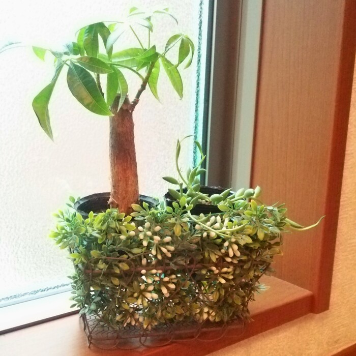 アイアン籠に入れて飾っても◎