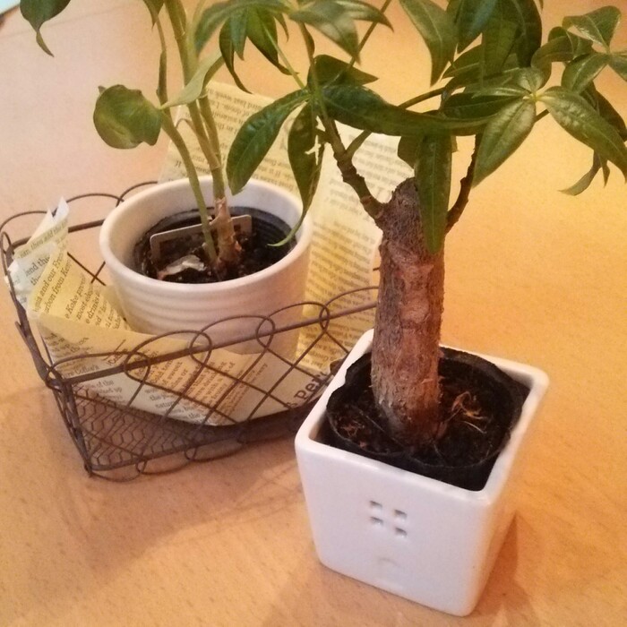 コーディネートも楽しい!