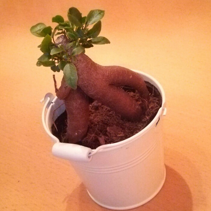 お気に入りの鉢…