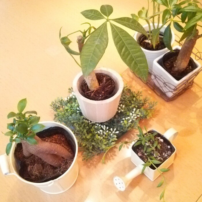 ちょこっとグリーンは100均で!イチ押し“グリーンシート”