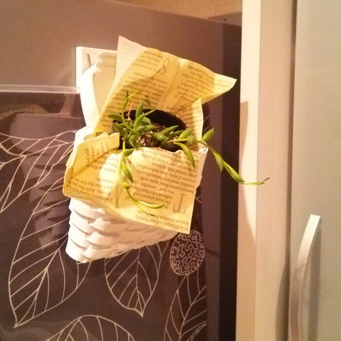 キッチンのプチグリーンとしても