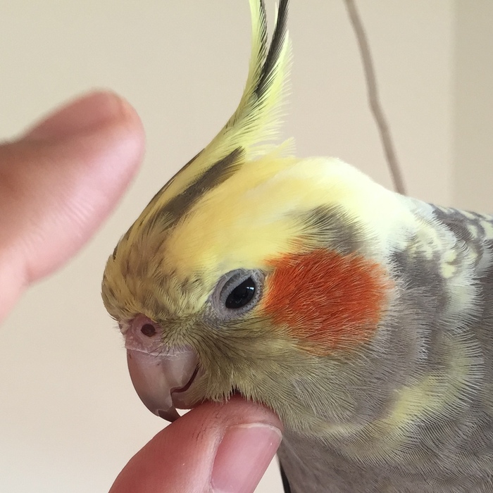 注ぎ口をくちばしのように細くとがらせるのが目的!