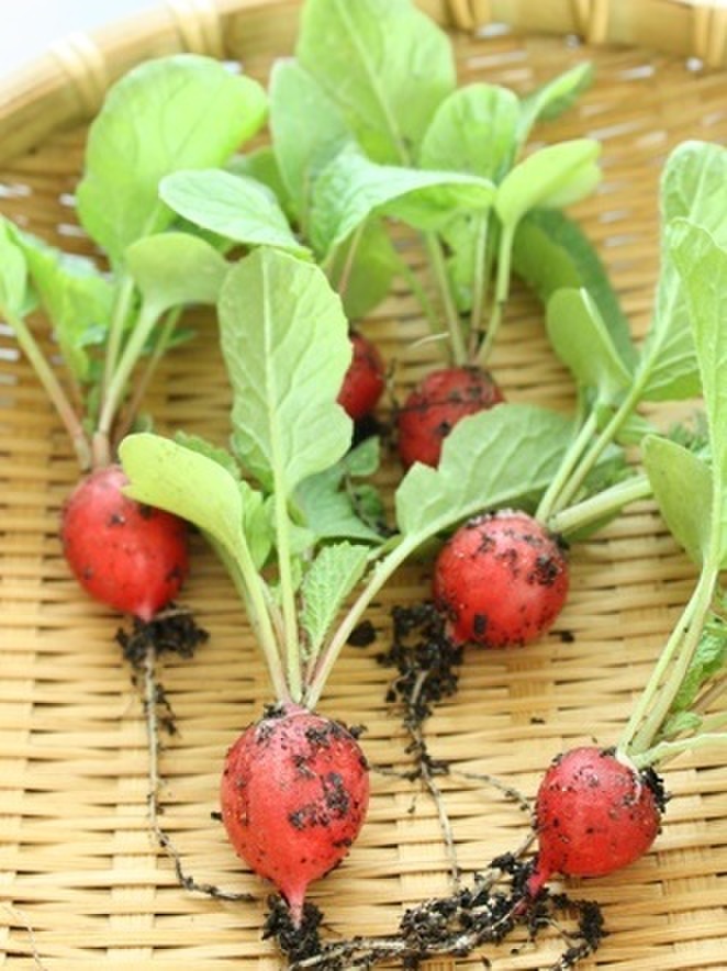 自家製野菜は捨てる場所なし!
