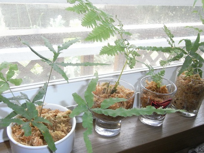 キッチンにグリーンを飾ろう。作り方はすごく簡単!