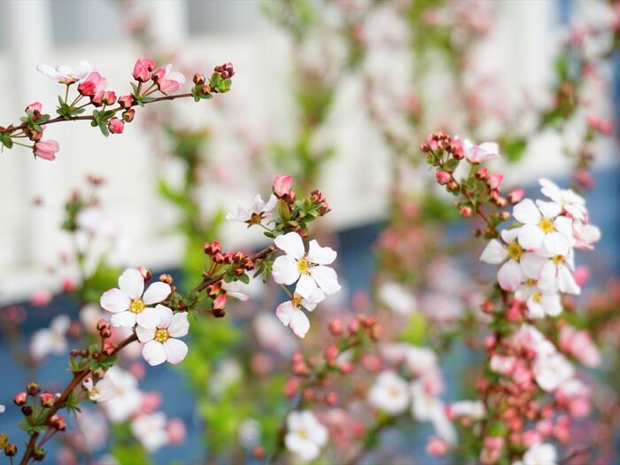 春を感じるのはどんな時?我が家の庭事情・・・