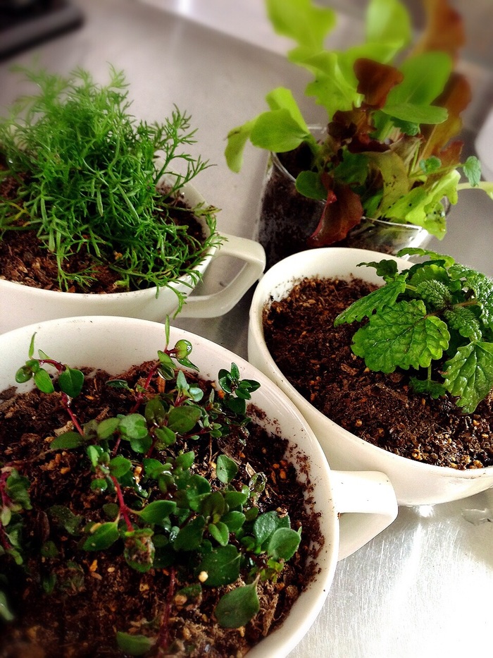 100均グリーンで素敵キッチンガーデン