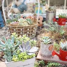 春の訪れ*今年のガーデン計画始動!