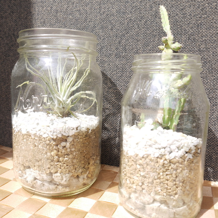 多肉ちゃんたち