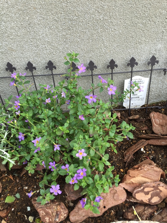 チップを敷きました