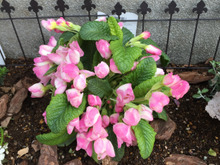 セリアのガーデンフェンスで花壇を可愛く!