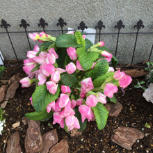 セリアのガーデンフェンスで花壇を可愛く!