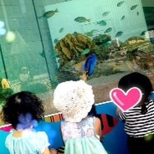 銀座でお得な0円水族館♪