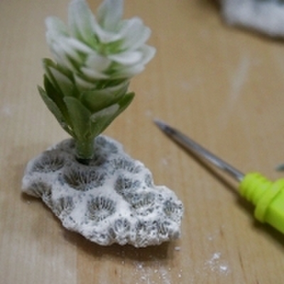 珊瑚とセリアグリーンで