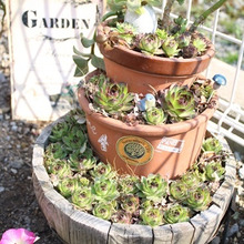 重ねるだけ!パッと目をひく多肉タワー