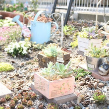 多肉ガーデン途中経過