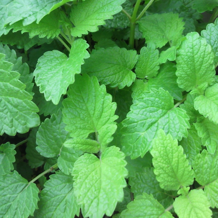 万能で簡単!いい香り☆レモンバームを育てよう!