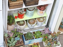 100均木箱で!多肉植物を楽しむ♪