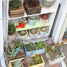 100均木箱で!多肉植物を楽しむ♪