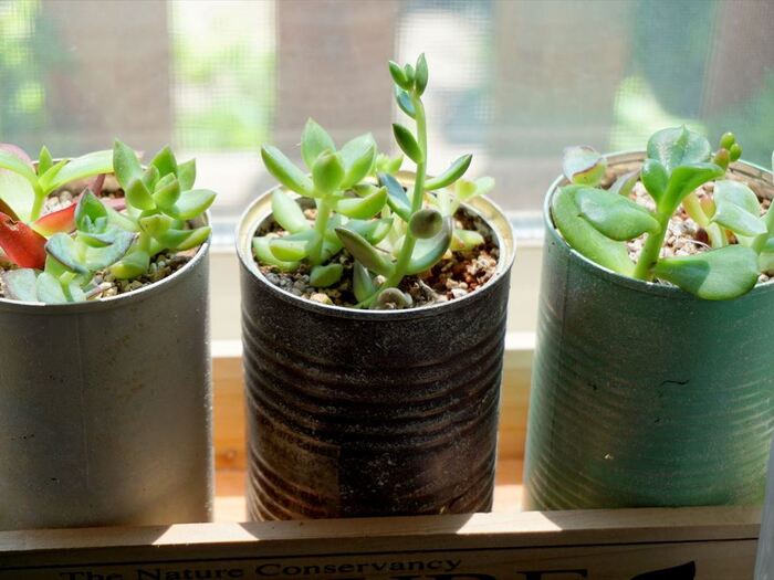 多肉植物挿し木*1か月後