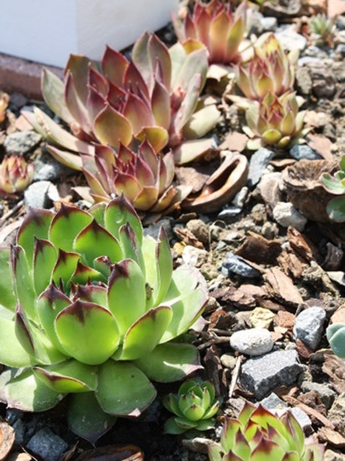 どんどん増えるセンペル