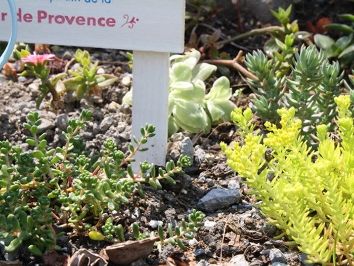 セダムも成長中