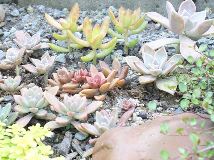 地植えコーナー拡張②