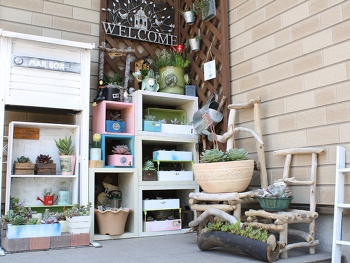 玄関の多肉コーナー