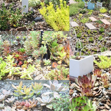 多肉ガーデン途中経過②